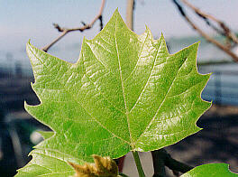 image of sycamore leaf